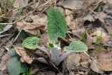 Arctium tomentosum