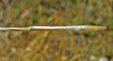Stipa lithophila