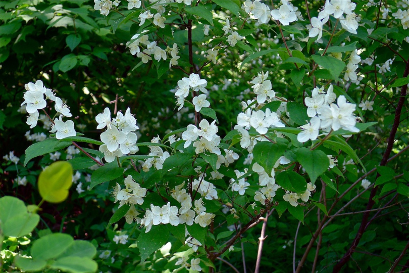 Image of Philadelphus tenuifolius specimen.