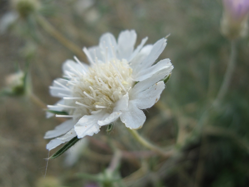 Image of Lomelosia argentea specimen.