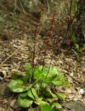 Pyrola rotundifolia. Растение с прошлогодними плодами. Казахстан, Южно-Казахстанская обл., Угамский хр., ущ. р. Сазаната. 05.05.2011.