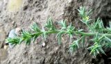 Salsola pontica