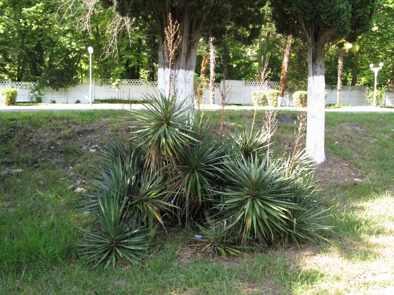 Изображение особи Yucca gloriosa.