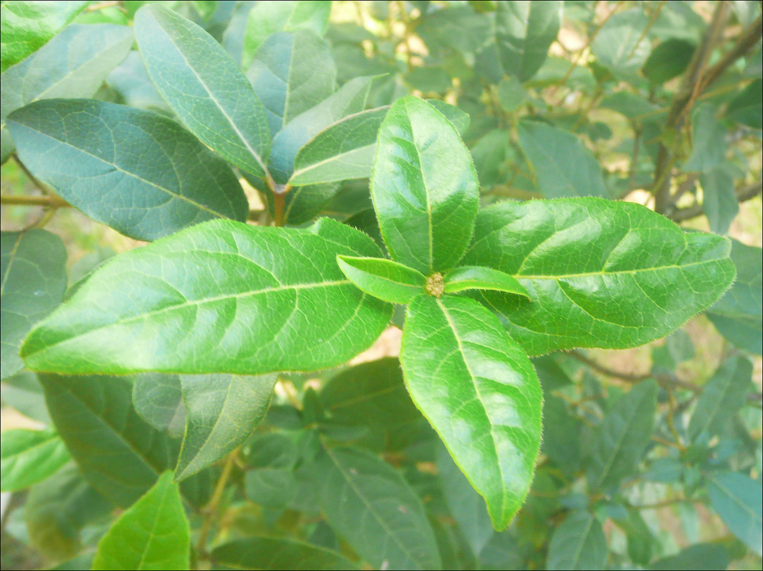 Изображение особи Viburnum tinus.