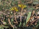 Taraxacum bessarabicum. Цветущие растения. Крым, Севастополь, балка Бермана, на берегу родника. 16.10.2018.