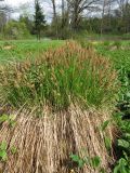 Carex cespitosa