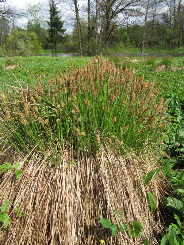 Image of Carex cespitosa specimen.