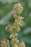 Rumex tianschanicus