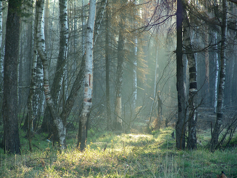 Изображение особи Betula pendula.