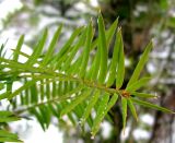 Torreya nucifera