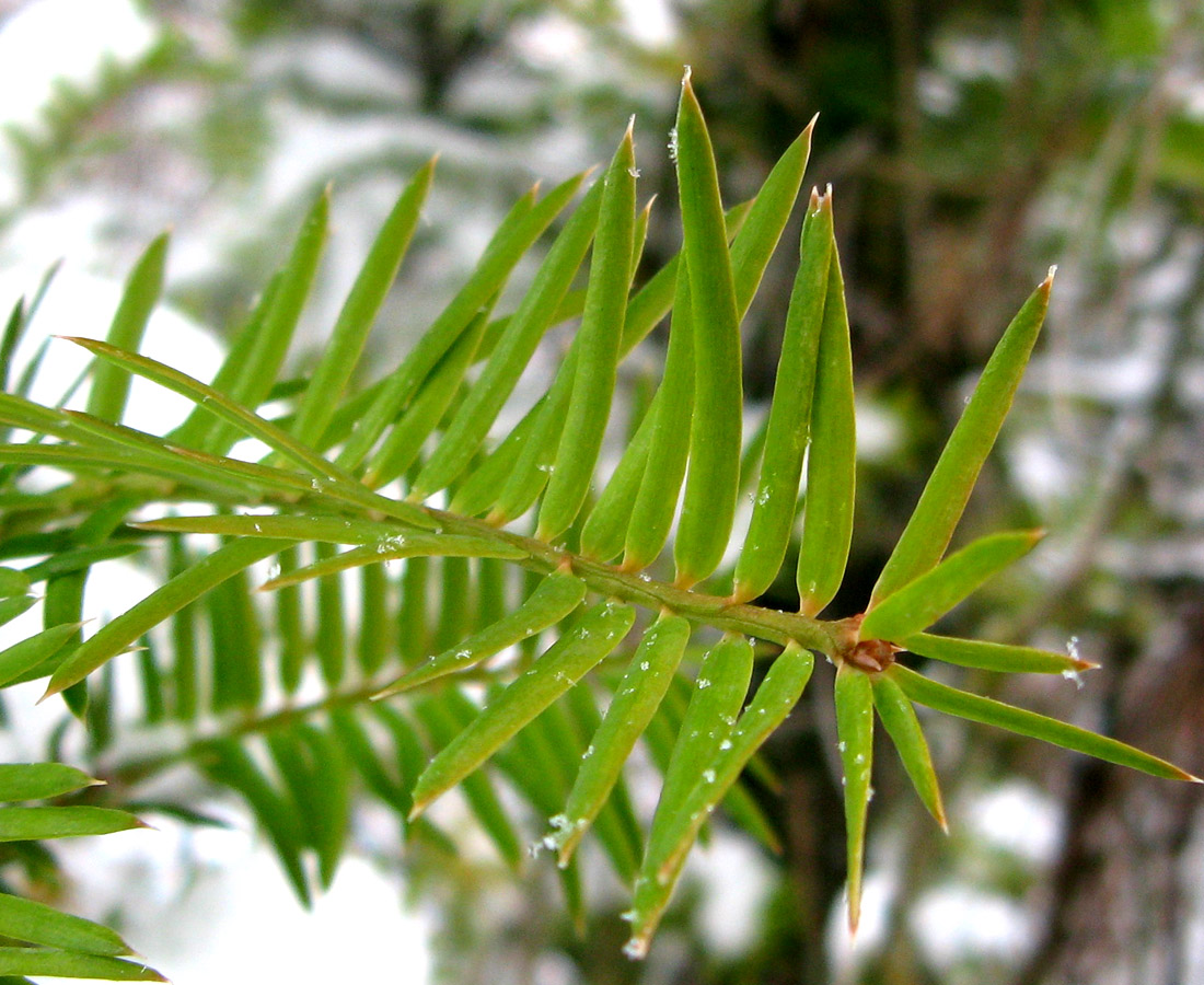 Изображение особи Torreya nucifera.