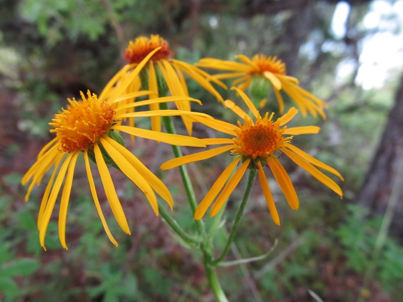 Изображение особи Tephroseris flammea.