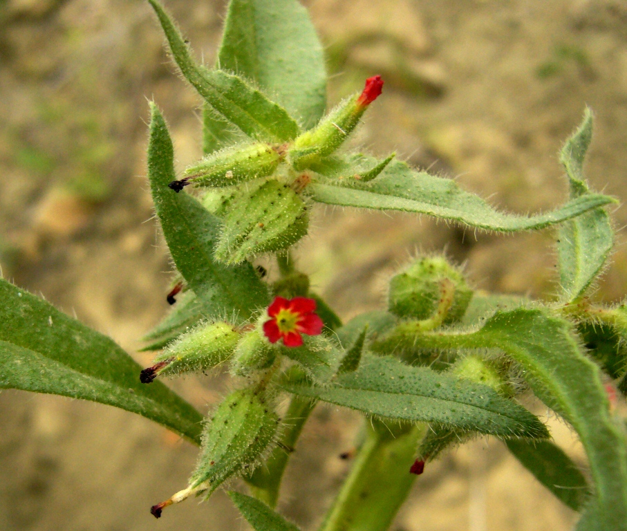 Image of Nonea caspica specimen.