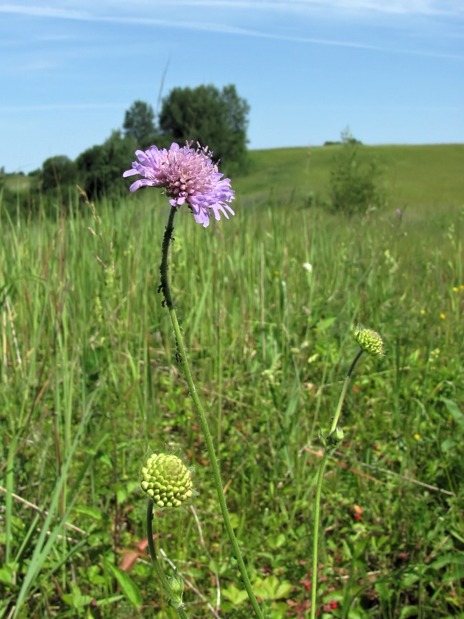 Image of Knautia arvensis specimen.