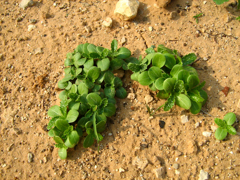 Image of Silybum marianum specimen.