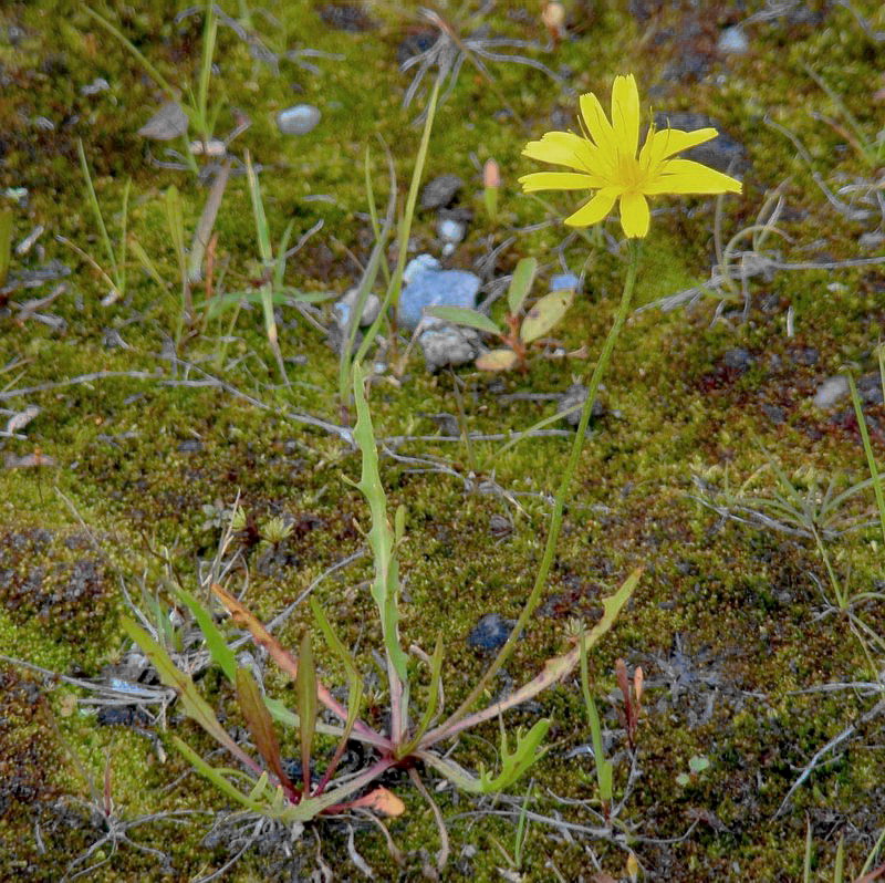 Image of Scorzoneroides autumnalis specimen.