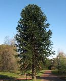 Araucaria araucana. Женское растение. Великобритания, Шотландия, Эдинбург, Royal Botanic Garden Edinburgh. 4 апреля 2008 г.