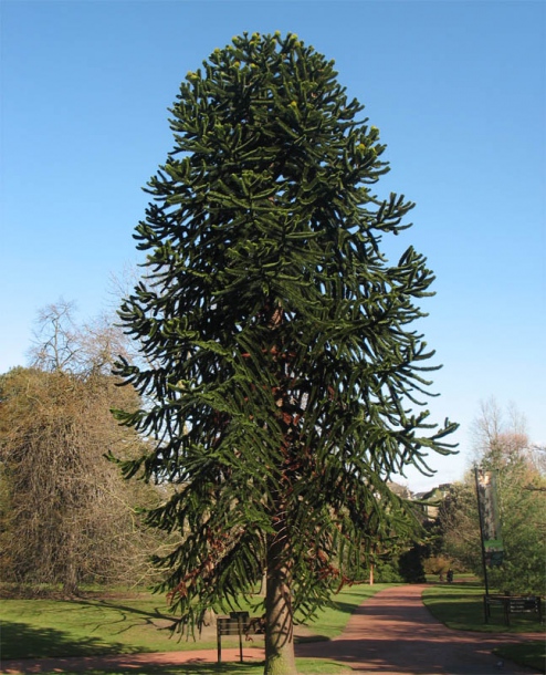 Изображение особи Araucaria araucana.