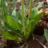 Taraxacum ostenfeldii