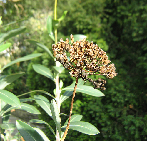 Image of Bupleurum fruticosum specimen.