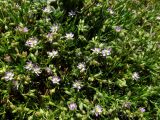 Spergularia rubra