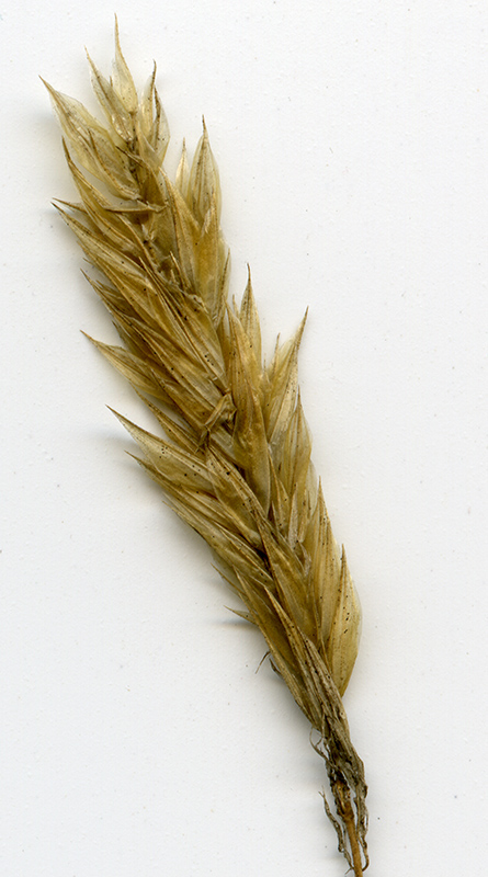 Image of Anthoxanthum odoratum specimen.
