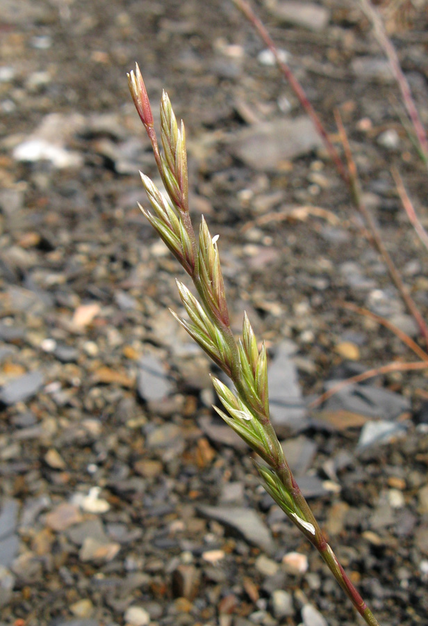 Изображение особи Lolium rigidum.