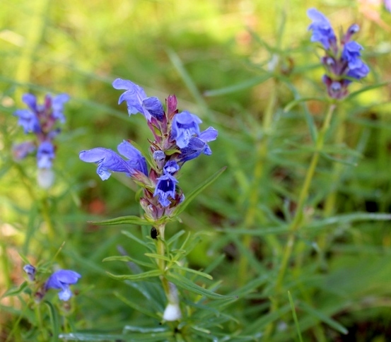 Изображение особи Dracocephalum ruyschiana.