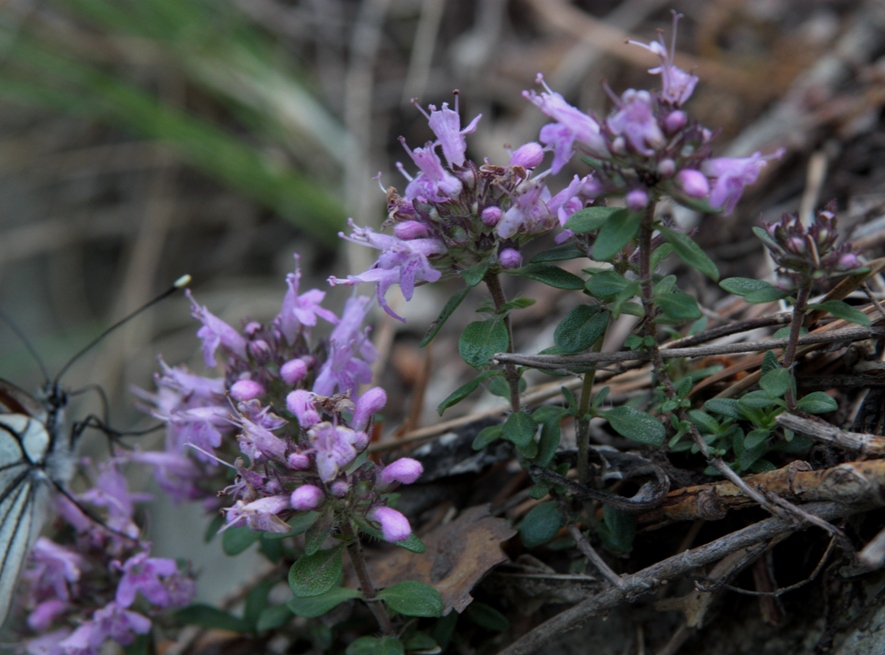 Изображение особи Thymus binervulatus.