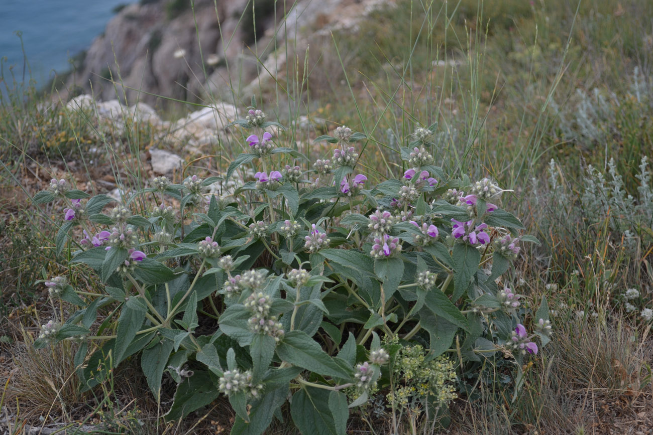 Изображение особи Phlomis taurica.