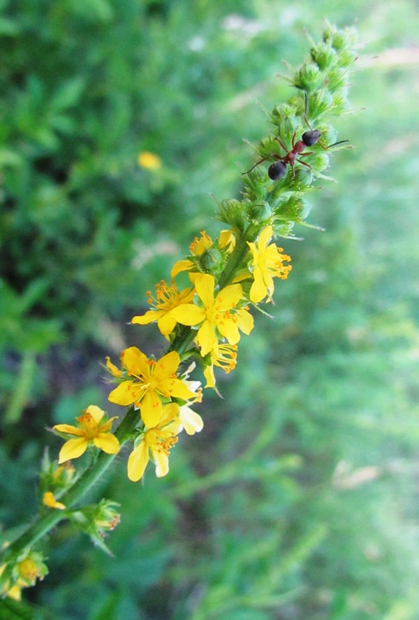 Изображение особи Agrimonia pilosa.