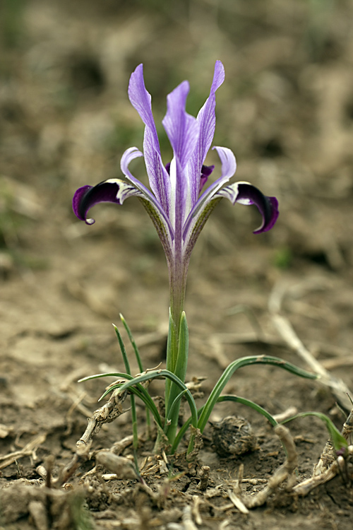 Изображение особи Iridodictyum kolpakowskianum.