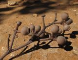 Corymbia torelliana