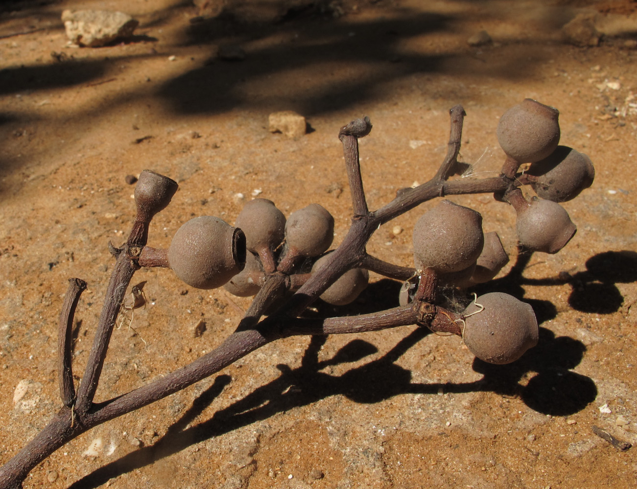 Image of Corymbia torelliana specimen.