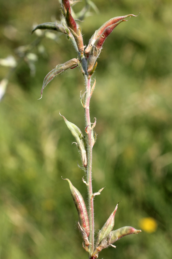 Изображение особи Oxytropis pilosissima.