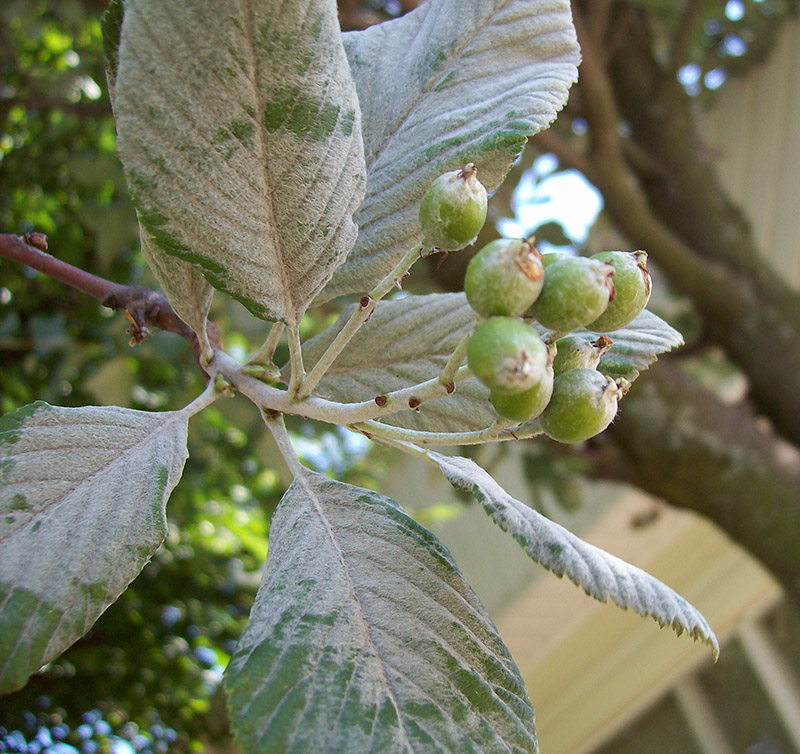 Image of Sorbus aria specimen.