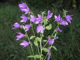 Campanula × spryginii