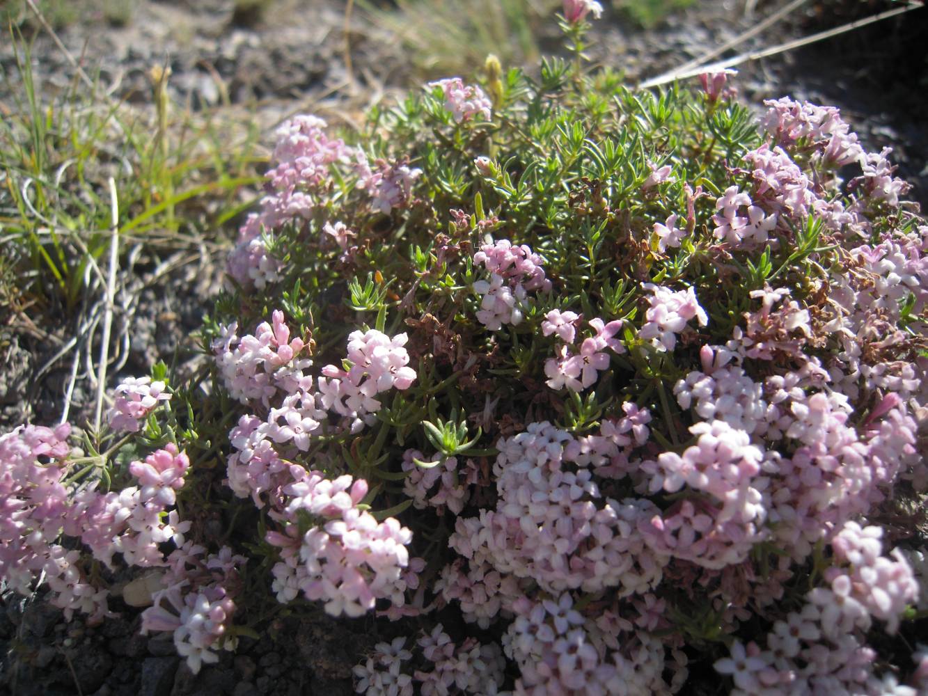 Изображение особи Asperula abchasica.