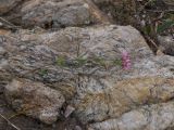 Asperula abchasica