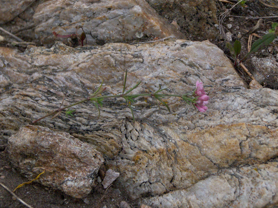 Изображение особи Asperula abchasica.