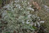 Limonium coriarium. Цветущее растение (белоцветковая форма). Крым, Керченский п-ов, Караларская степь. 03.08.2012.
