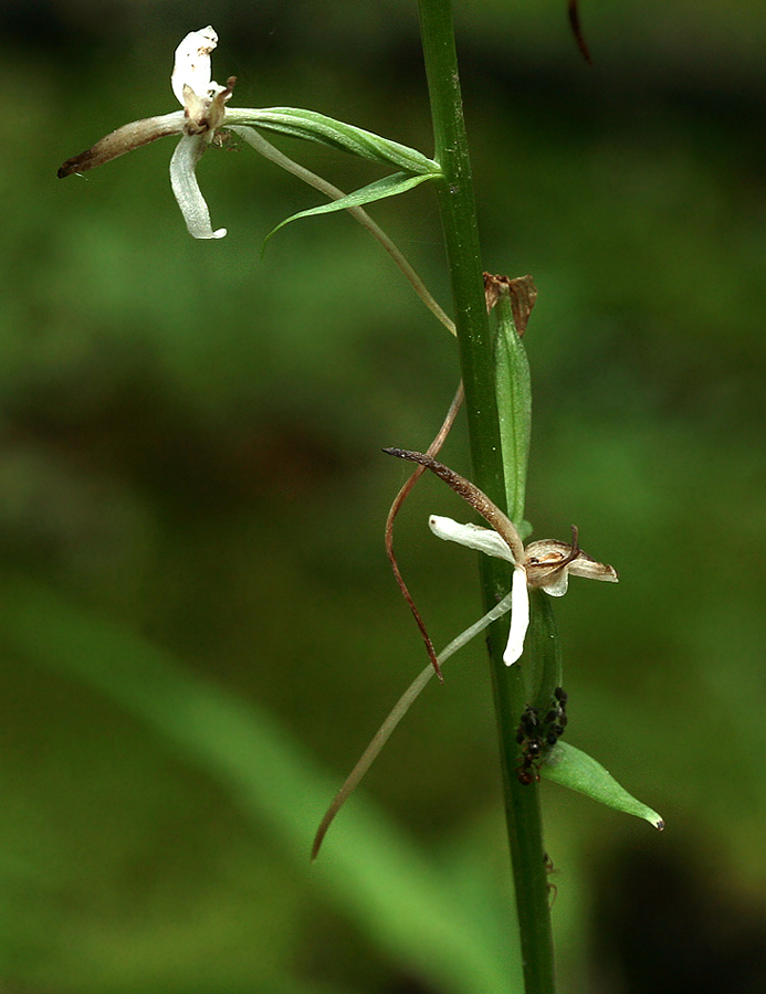 Изображение особи Platanthera bifolia.