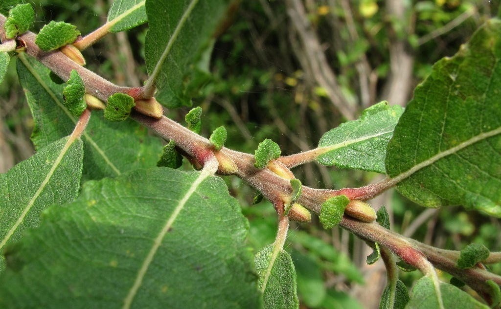 Изображение особи Salix × schaburovii.