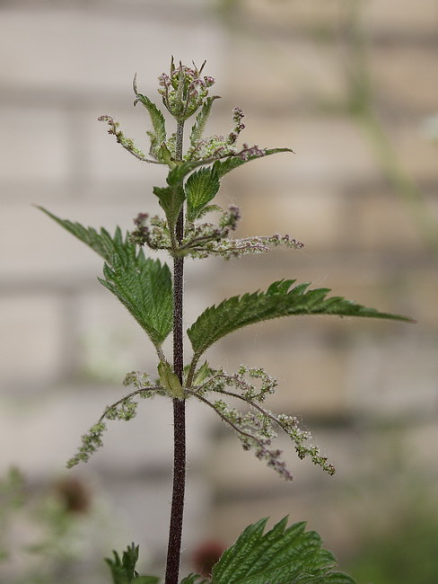 Изображение особи Urtica dioica.