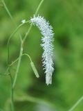 Sanguisorba parviflora