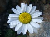 Anthemis iberica