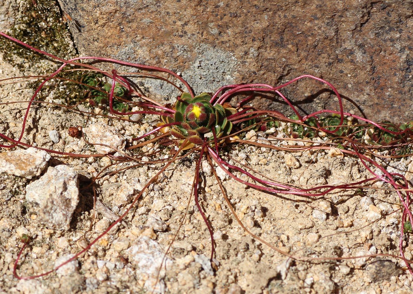 Image of Saxifraga flagellaris specimen.