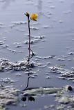 Utricularia vulgaris. Цветущее растение. Карельский перешеек, окр. Сертолово, на трассе газопровода. 30.07.2009.