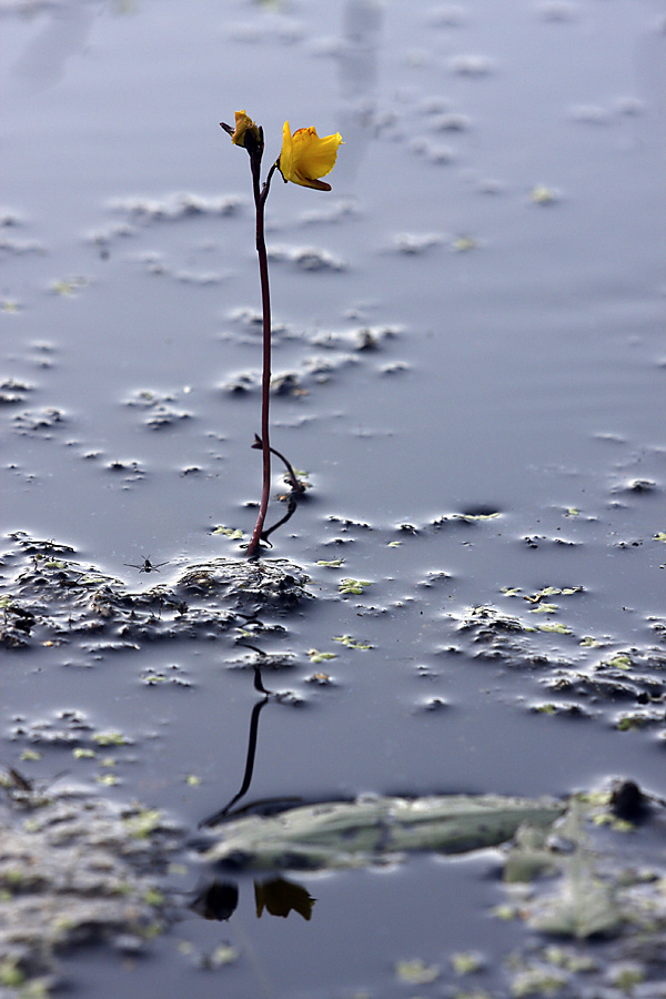 Изображение особи Utricularia vulgaris.