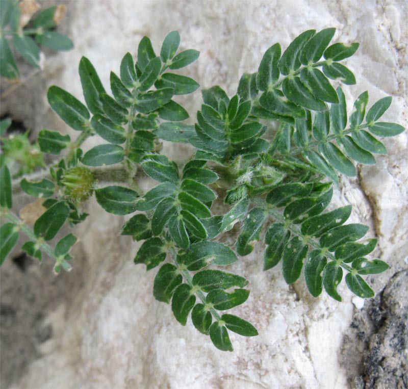 Image of Tribulus bimucronatus specimen.